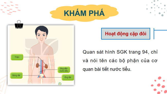 PowerPoint Tự nhiên và xã hội 2 Bài 25: Tìm hiểu cơ quan bài tiết nước tiểu