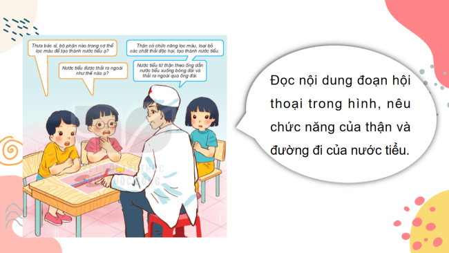 PowerPoint Tự nhiên và xã hội 2 Bài 25: Tìm hiểu cơ quan bài tiết nước tiểu