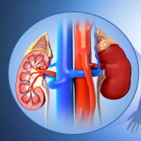 Giáo án Tự nhiên và xã hội 2 Bài 26: Chăm sóc, bảo vệ cơ quan bài tiết nước tiểu