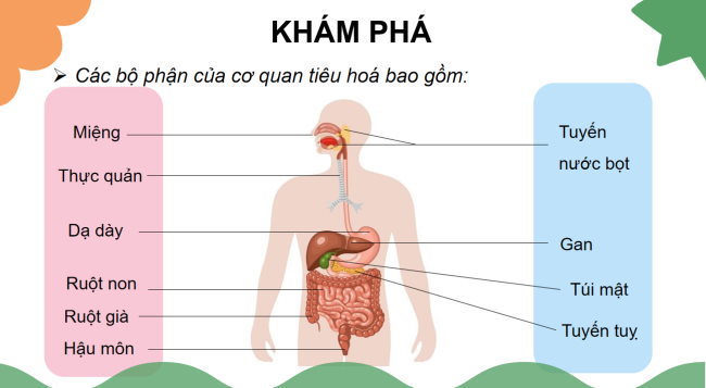 PowerPoint Tự nhiên và xã hội 3 Bài 15: Cơ quan tiêu hóa
