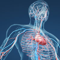 Giáo án Tự nhiên và xã hội 3 Bài 16: Cơ quan tuần hoàn