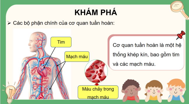 PowerPoint Tự nhiên và xã hội 3 Bài 16: Cơ quan tuần hoàn