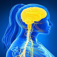 Giáo án Tự nhiên và xã hội 3 Bài 17: Cơ quan thần kinh