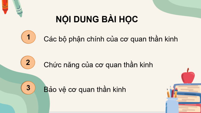 PowerPoint Tự nhiên và xã hội 3 Bài 17: Cơ quan thần kinh