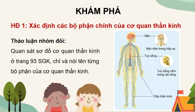 PowerPoint Tự nhiên và xã hội 3 Bài 17: Cơ quan thần kinh