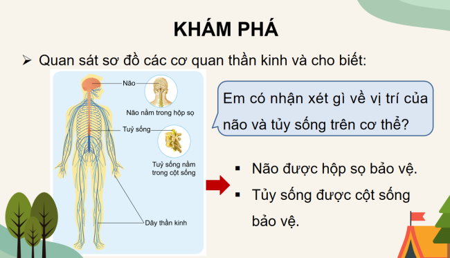 PowerPoint Tự nhiên và xã hội 3 Bài 17: Cơ quan thần kinh