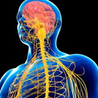 Giáo án Tự nhiên và xã hội 3 Ôn tập Chủ đề con người và sức khỏe