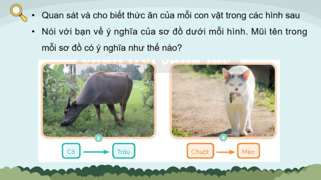 PowerPoint Khoa học 4 Bài 30: Chuỗi thức ăn trong tự nhiên