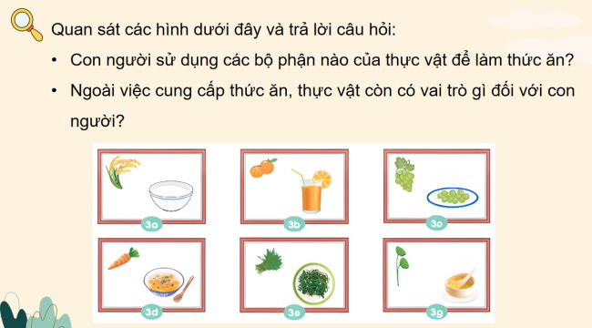 PowerPoint Khoa học 4 Bài 31: Vai trò của thực vật trong chuỗi thức ăn