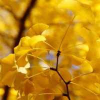 Giáo án Tự nhiên và xã hội 3 Bài 19: Ôn tập chủ đề thực vật và động vật