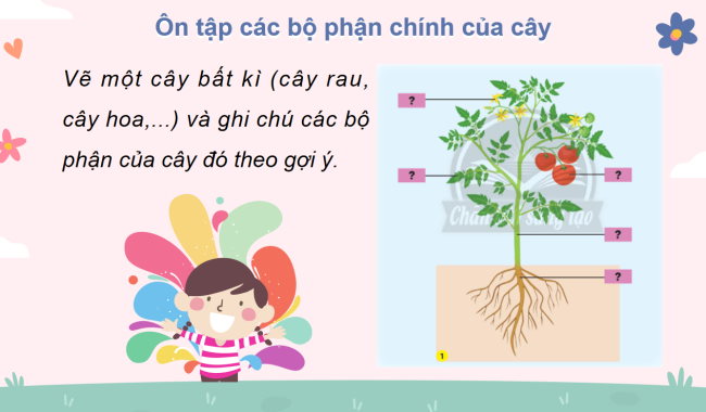 PowerPoint Tự nhiên và xã hội 3 Bài 19: Ôn tập chủ đề thực vật và động vật