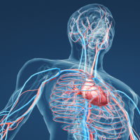 Giáo án Tự nhiên và xã hội 3 Bài 21: Cơ quan tuần hoàn