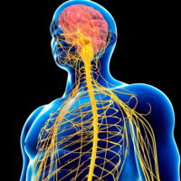 Giáo án Tự nhiên và xã hội 3 Bài 22: Cơ quan thần kinh