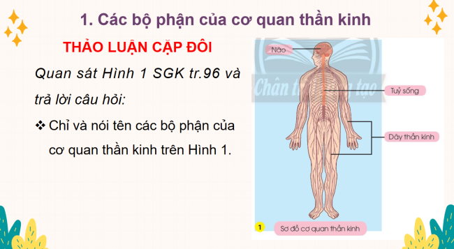 PowerPoint Tự nhiên và xã hội 3 Bài 22: Cơ quan thần kinh