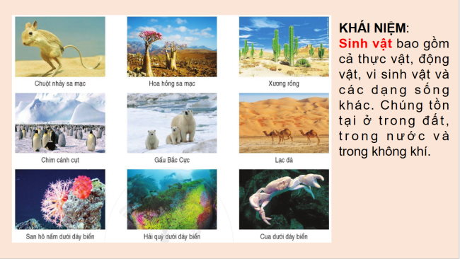 PowerPoint Địa lí 6 Bài 20: Sinh vật và sự phân bố các đới thiên nhiên. Rừng nhiệt đới