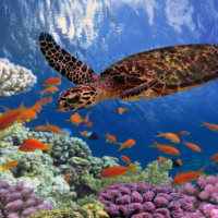 Giáo án Địa lí 6 Bài 19: Biển và đại dương. Một số đặc điểm của môi trường biển