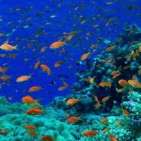 Giáo án Địa lí 6 Bài 20: Thực hành: Xác định trên lược đồ các đại dương thế giới