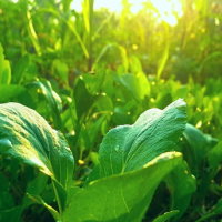 Giáo án Địa lí 6 Bài 23: Thực hành: Tìm hiểu lớp phủ thực vật ở địa phương