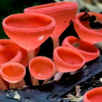 Giáo án Khoa học tự nhiên 6 Bài 18: Đa dạng nấm