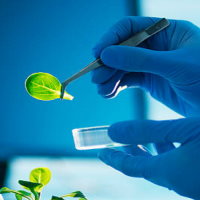 Giáo án Khoa học tự nhiên 6 Bài 21: Thực hành phân chia các nhóm thực vật