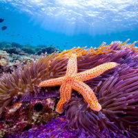 Giáo án Khoa học tự nhiên 6 Bài 22: Đa dạng động vật không xương sống