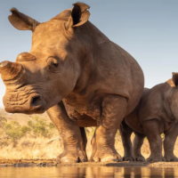 Giáo án Khoa học tự nhiên 6 Bài 23: Đa dạng động vật có xương sống