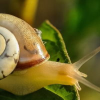 Giáo án Khoa học tự nhiên 6 Bài 25: Tìm hiểu sinh vật ngoài thiên nhiên