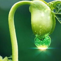 Giáo án Tin học 3 Bài 1: Máy tính giúp em quan sát hạt đậu nảy mầm