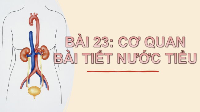 TNXH 2 Bai 23 3*932908