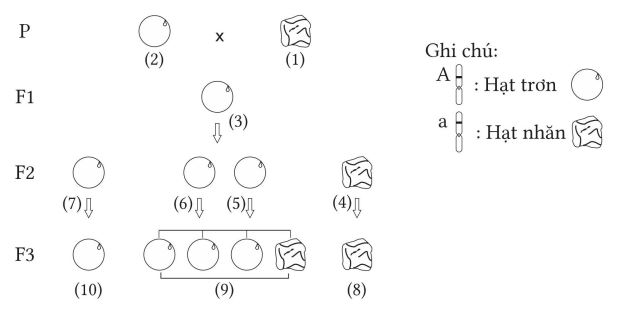 Bộ câu hỏi trắc nghiệm đúng sai về học thuyết Mendel - quy luật phân li