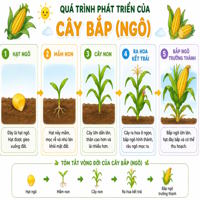 Bộ ảnh quá trình phát triển của động vật và thực vật 