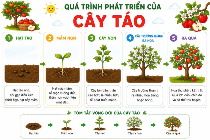dong vat 6*944791