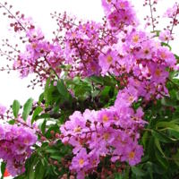 Truyện cổ tích: Sự tích hoa bằng lăng
