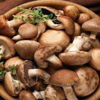 Giáo án Khoa học tự nhiên 6 Bài 32: Nấm