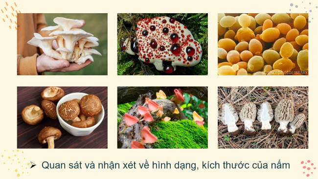 KHTN 6 Bai 32 5*962514