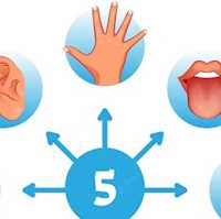 Giáo án Tự nhiên và xã hội 1 Bài 21: Các giác quan của cơ thể