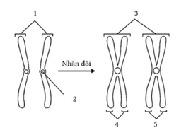 Bộ câu hỏi trả lời ngắn về cấu trúc và chức năng nhiễm sắc thể