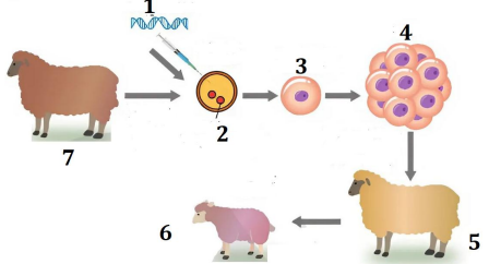 Bộ câu hỏi trả lời ngắn về Công nghệ gen