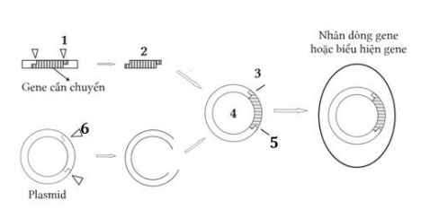 Bộ câu hỏi trả lời ngắn về Công nghệ gen