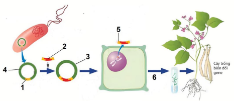 Bộ câu hỏi trả lời ngắn về Công nghệ gen
