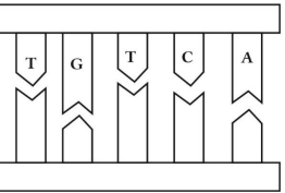 Bộ câu hỏi trả lời ngắn về DNA và tính toán DNA