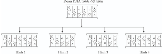 Bộ câu hỏi trả lời ngắn về Đột biến gene