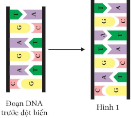 Bộ câu hỏi trả lời ngắn về Đột biến gene