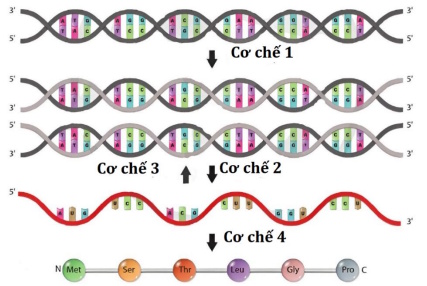 Bộ câu hỏi trả lời ngắn về Gene, RNA phiên mã và dịch mã