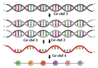 Bộ câu hỏi trả lời ngắn về Gene, RNA phiên mã và dịch mã