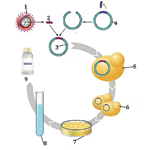 Bộ câu hỏi trắc nghiệm đúng sai về Công nghệ gene
