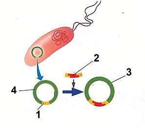 Bộ câu hỏi trắc nghiệm đúng sai về Công nghệ gene