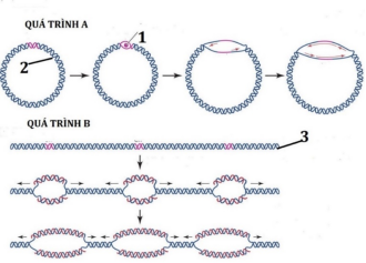 Bộ câu hỏi trắc nghiệm đúng sai về nhân đôi DNA và ứng dụng nhân đôi DNA