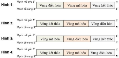Bộ câu hỏi trắc nghiệm về Gene, RNA phiên mã và dịch mã