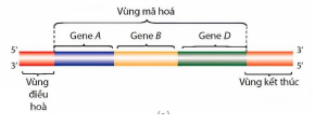 Bộ câu hỏi trắc nghiệm về Gene, RNA phiên mã và dịch mã